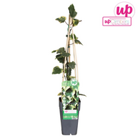 Hedera colchica (Persian Ivy) 'Dentata Variegata' - Ø15cm - ↕65cm