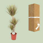 Load image into Gallery viewer, Dracaena marginata &#39;Bicolor&#39; - Ø24cm - ↕115cm
