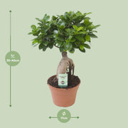 Ficus ginseng - Ø17cm - ↕40cm