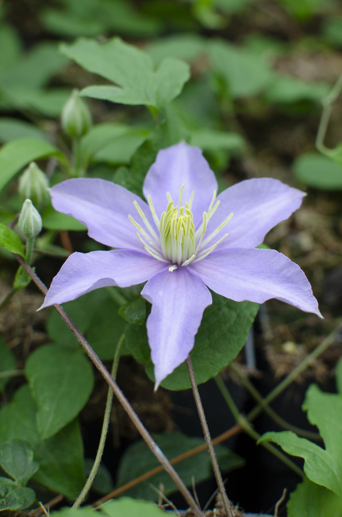 Clematis 'Justa' - Ø15cm - ↕65cm