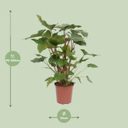 Homalomena rubescens 'Maggy' - Ø24cm - ↕90cm