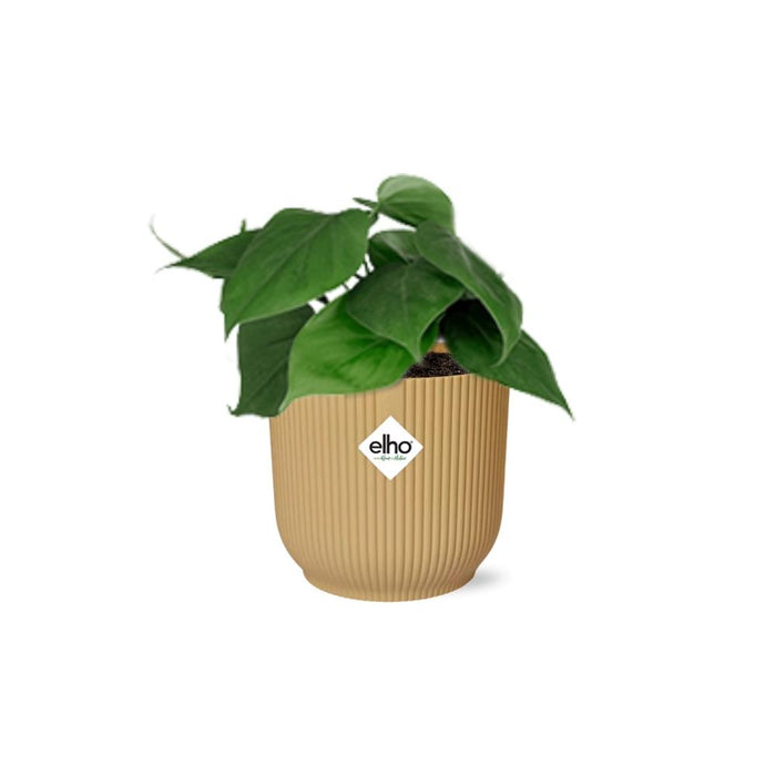 Philodendron scandens in ELHO Vibes Fold, Yellow, - Ø14cm ↕15cm