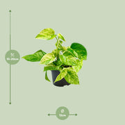 Epipremnum pinnatum 'Marble Queen' (Scindapsus) - Ø12cm - ↕15cm