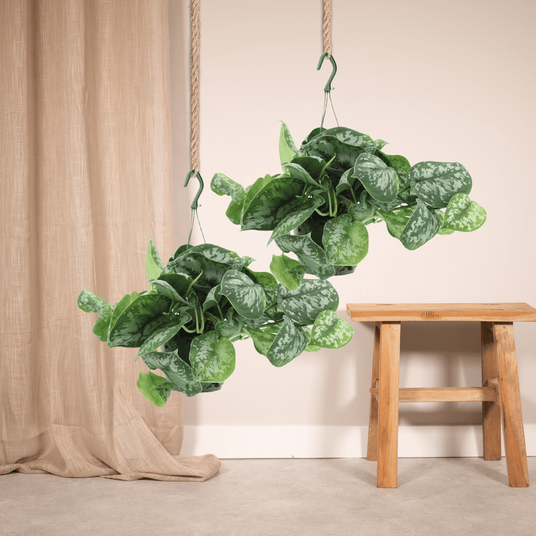 Epipremnum pinnatum 'Pictus Trebie' (Scindapsus) - 2 plants - Ø15cm - ↕25cm