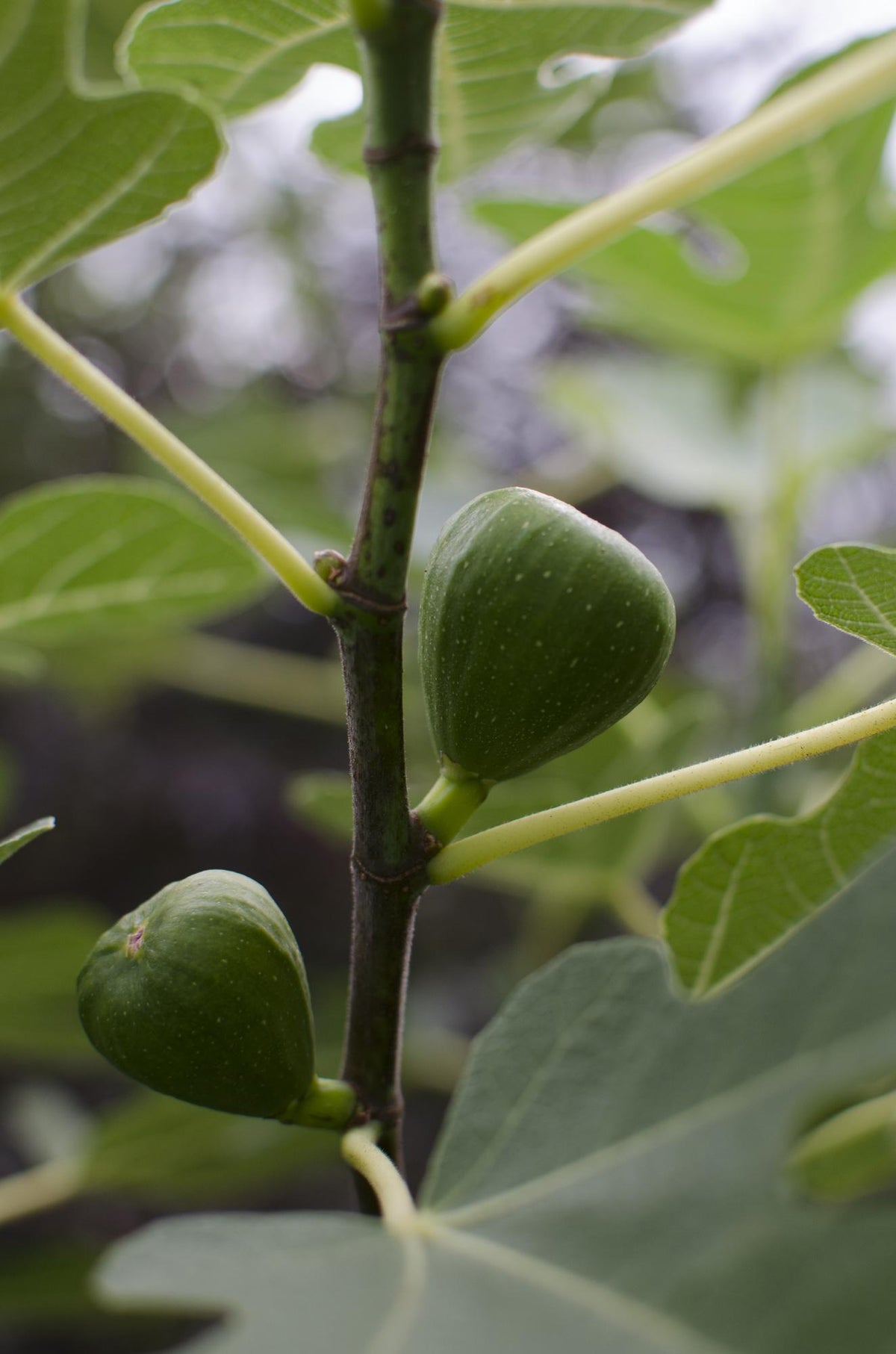 Ficus gustissimo 'Perretta' - Ø13 - ↨45cm