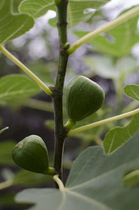 Ficus gustissimo 'Perretta' - Ø13 - ↨45cm