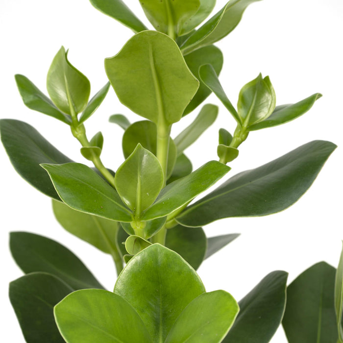 Clusia rosea 'Princess' - Ø17cm - ↕60cm
