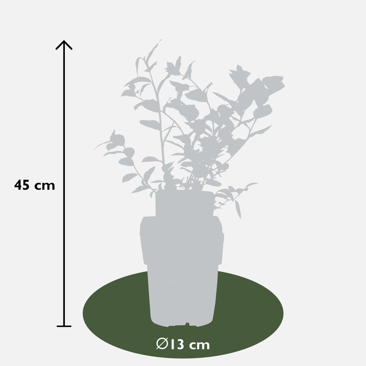Vaccinium corymbosum 'Reka' - 5 pezzi - ↨45cm - Ø13