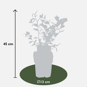 Vaccinium corymbosum 'Reka' - 5 pieces - ↨45cm - Ø13