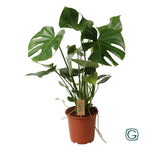 Load image into Gallery viewer, Monstera deliciosa - Ø21cm - ↕60cm