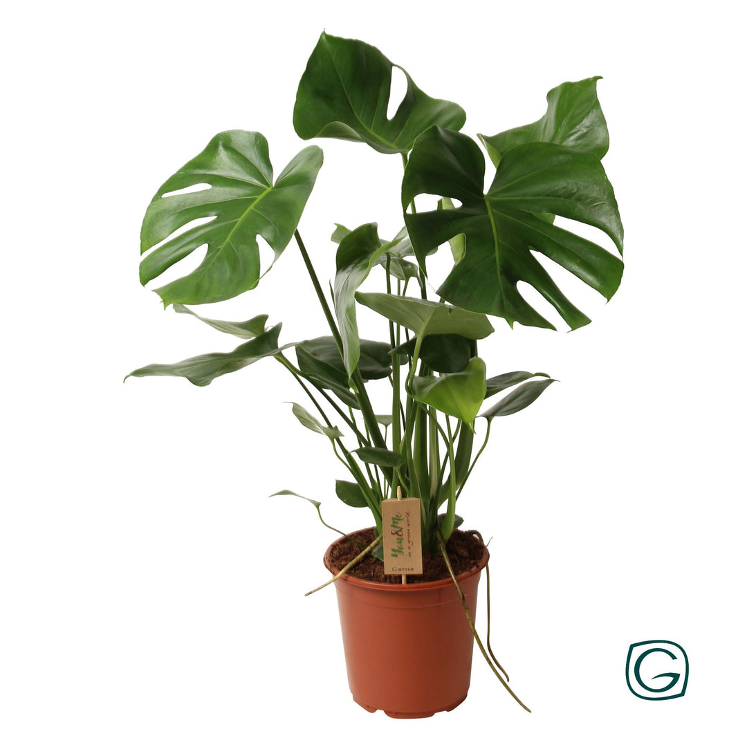 Monstera deliciosa - Ø21cm - ↕60cm