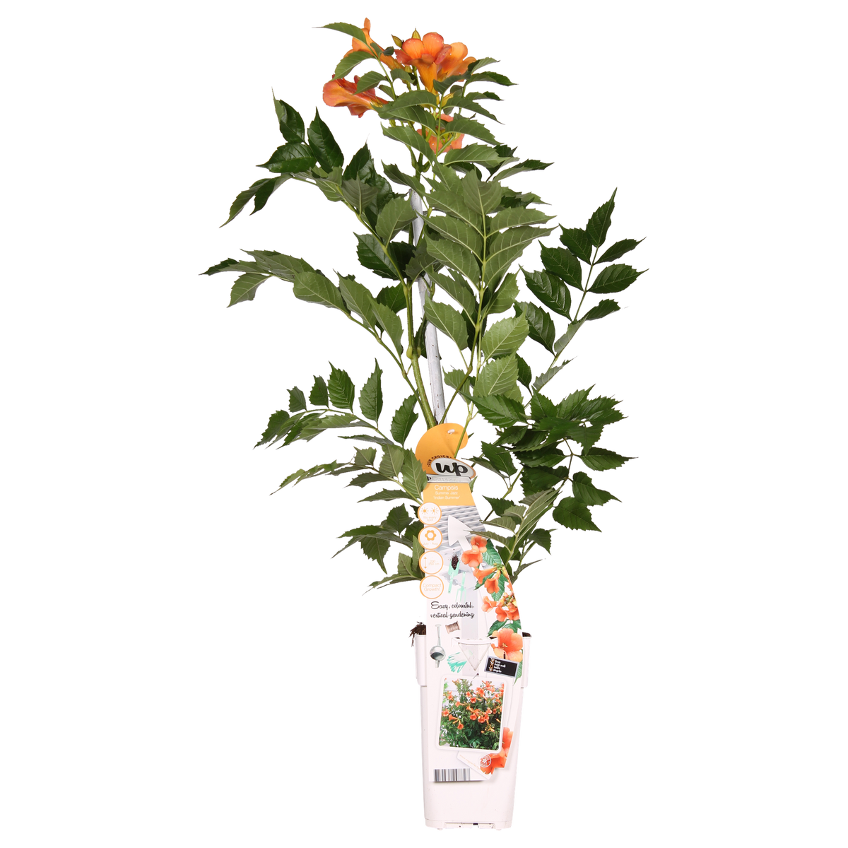 Campsis 'Indian Summer' (Bignonia arancione) - Ø15cm - ↕65cm