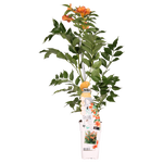 Load image into Gallery viewer, Campsis &#39;Indian Summer&#39; (Orange Trumpet Flower) - Ø15cm - ↕65cm
