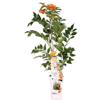 Campsis 'Indian Summer' (Bignonia arancione) - Ø15cm - ↕65cm