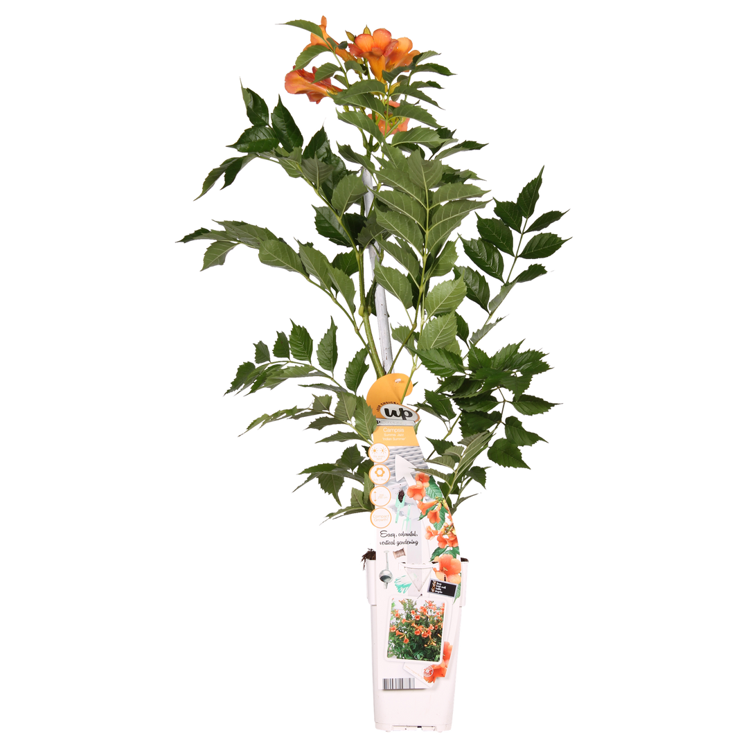 Campsis 'Indian Summer' (Orange Trumpet Flower) - Ø15cm - ↕65cm