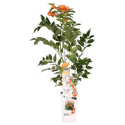 Campsis 'Indian Summer' (Orange Trumpet Flower) - Ø15cm - ↕65cm