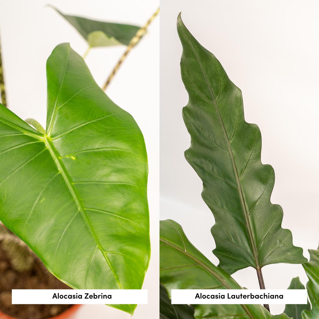 Tropical Duo - Alocasia zebrina - Ø19cm - ↕75cm + Alocasia lauterbachiana - Ø19cm - ↕75cm