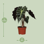 Load image into Gallery viewer, Alocasia amazonica 'Polly' - Ø12cm - ↕30cm