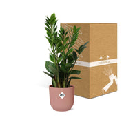 Zamioculcas zamiifolia in ELHO Vibes Fold Pot, Pink, Ø14cm - ↕45cm