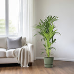 Load image into Gallery viewer, Howea Forsteriana (Kentia) - Ø21cm - ↕130cm