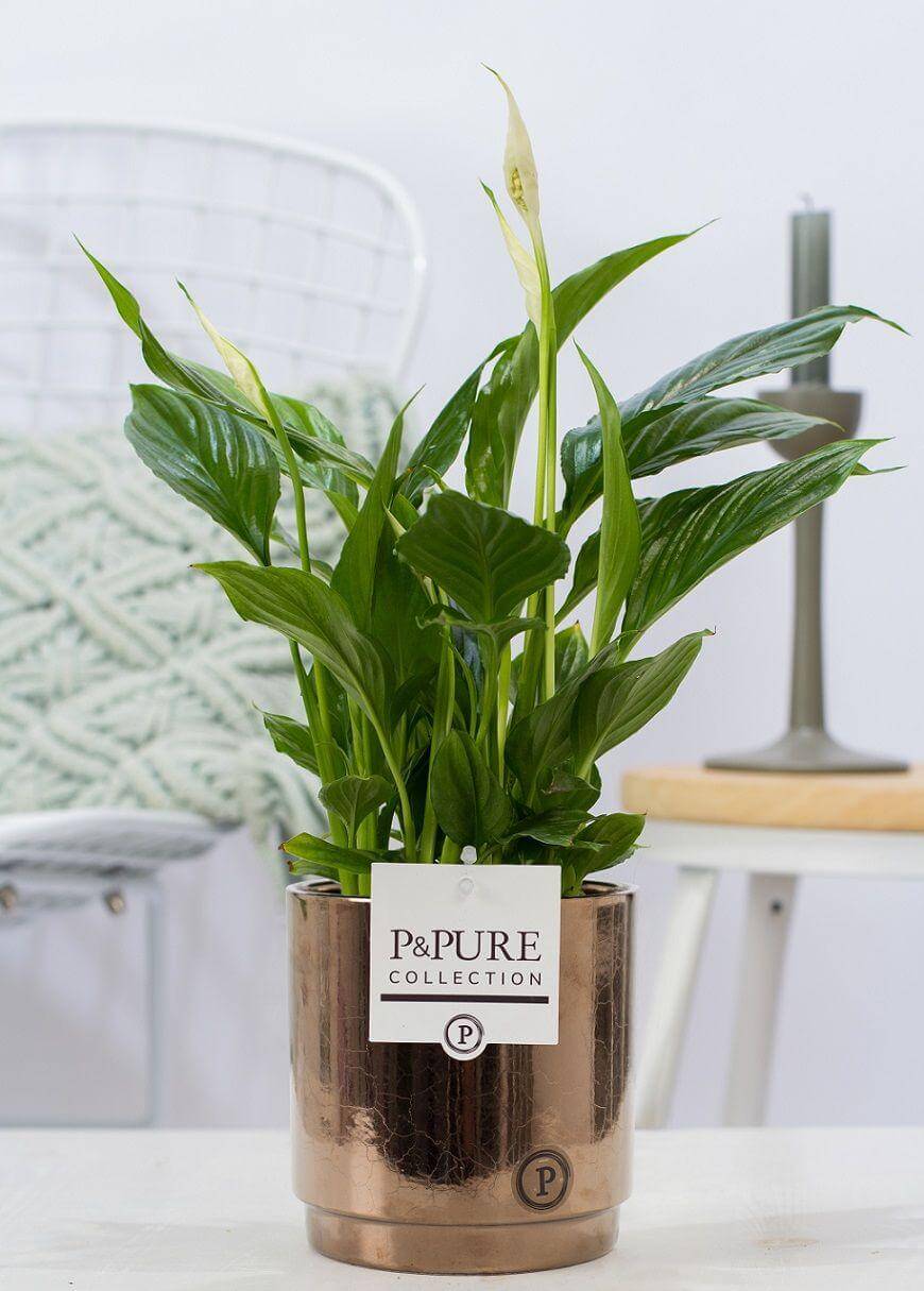 Spathiphyllum In P&PURE Juliette Ceramics Goldbronze - Ø12cm - ↕35cm