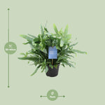 Load image into Gallery viewer, Phlebodium aureum 'Blue Fern' - Ø14cm - ↕40cm