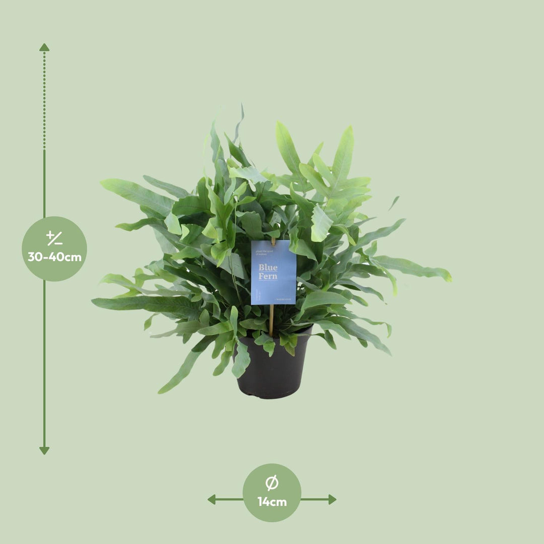 Phlebodium aureum 'Blue Fern' - Ø14cm - ↕40cm