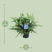 Phlebodium aureum 'Blue Fern' - Ø14cm - ↕40cm