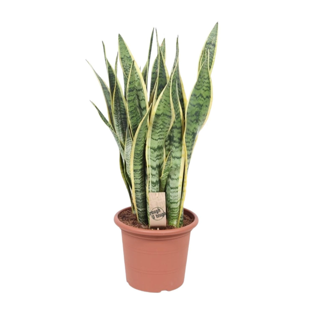 Sansevieria trifasciata 'Laurentii' (Mother-in-law’s Tongue) - Ø25cm - ↕85cm