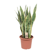 Sansevieria trifasciata 'Laurentii' (Mother-in-law’s Tongue) - Ø25cm - ↕85cm