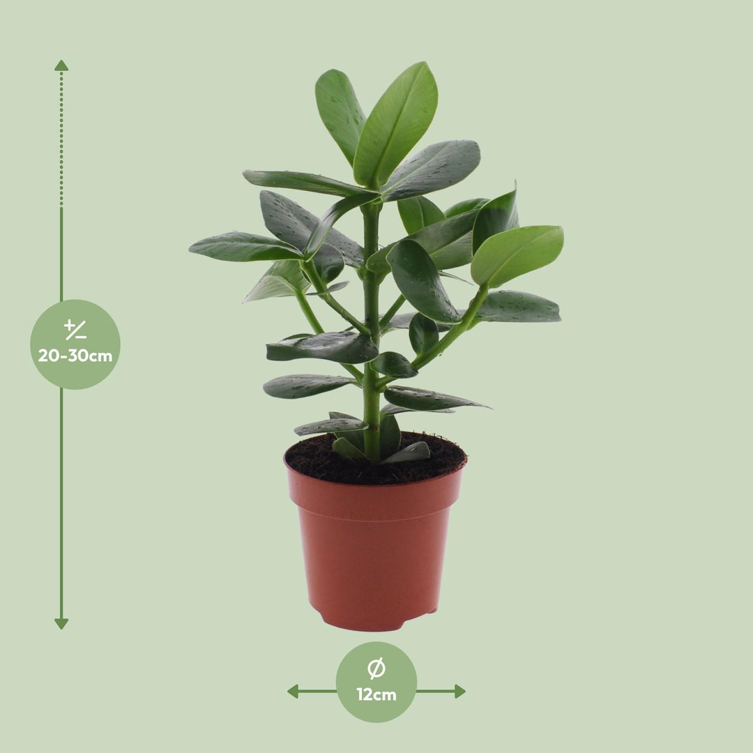 Clusia rosea 'Princess' - Ø12cm - ↕15cm