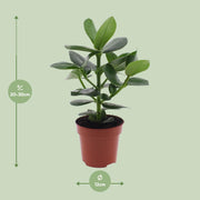 Clusia rosea 'Princess' - Ø12cm - ↕15cm