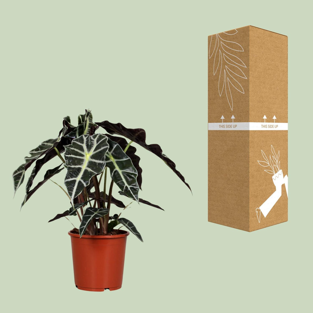Alocasia amazonica ‘Polly’ - Ø17cm - ↕45cm