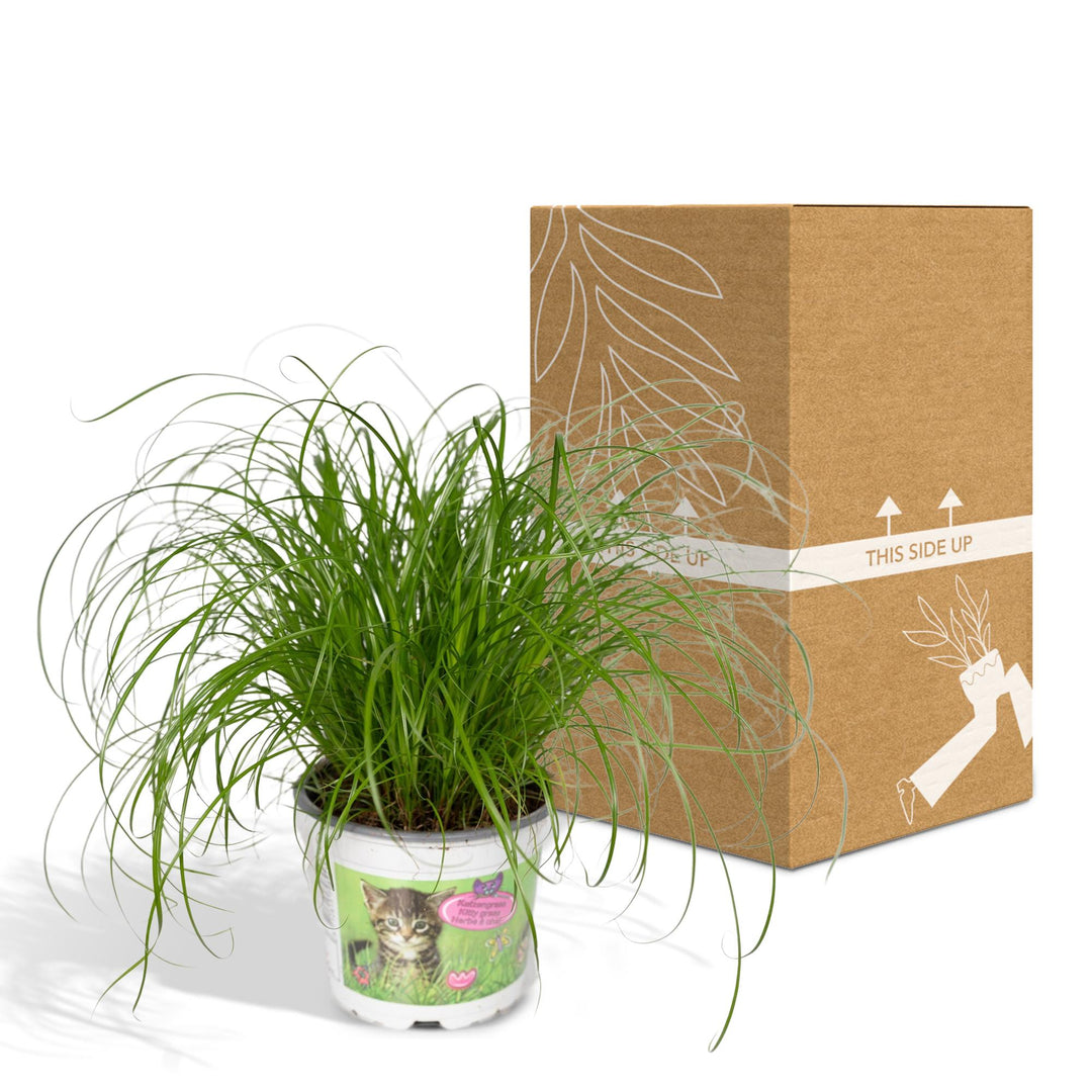 Cyperus alternifolius (Cat grass) - Ø12cm - ↕20cm