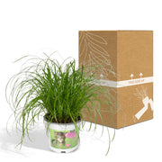 Cyperus alternifolius (Cat grass) - Ø12cm - ↕20cm