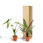 Load image into Gallery viewer, Tropical Duo - Alocasia zebrina - Ø19cm - ↕75cm + Alocasia lauterbachiana - Ø19cm - ↕75cm