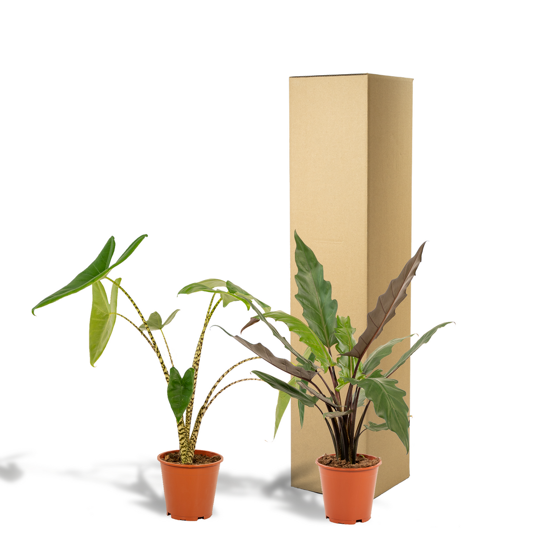 Tropical Duo - Alocasia zebrina - Ø19cm - ↕75cm + Alocasia lauterbachiana - Ø19cm - ↕75cm