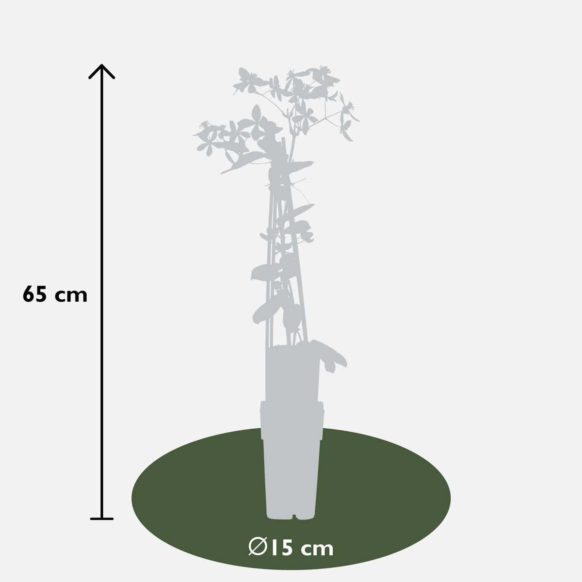 Clematis armandii 'Apple Blossom' - Ø15cm - ↕65cm