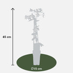Load image into Gallery viewer, Clematis armandii &#39;Apple Blossom&#39; (Light Pink Clematis) - Ø15cm - ↕65cm
