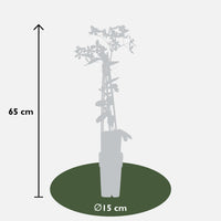 Clematis armandii 'Apple Blossom' - Ø15cm - ↕65cm