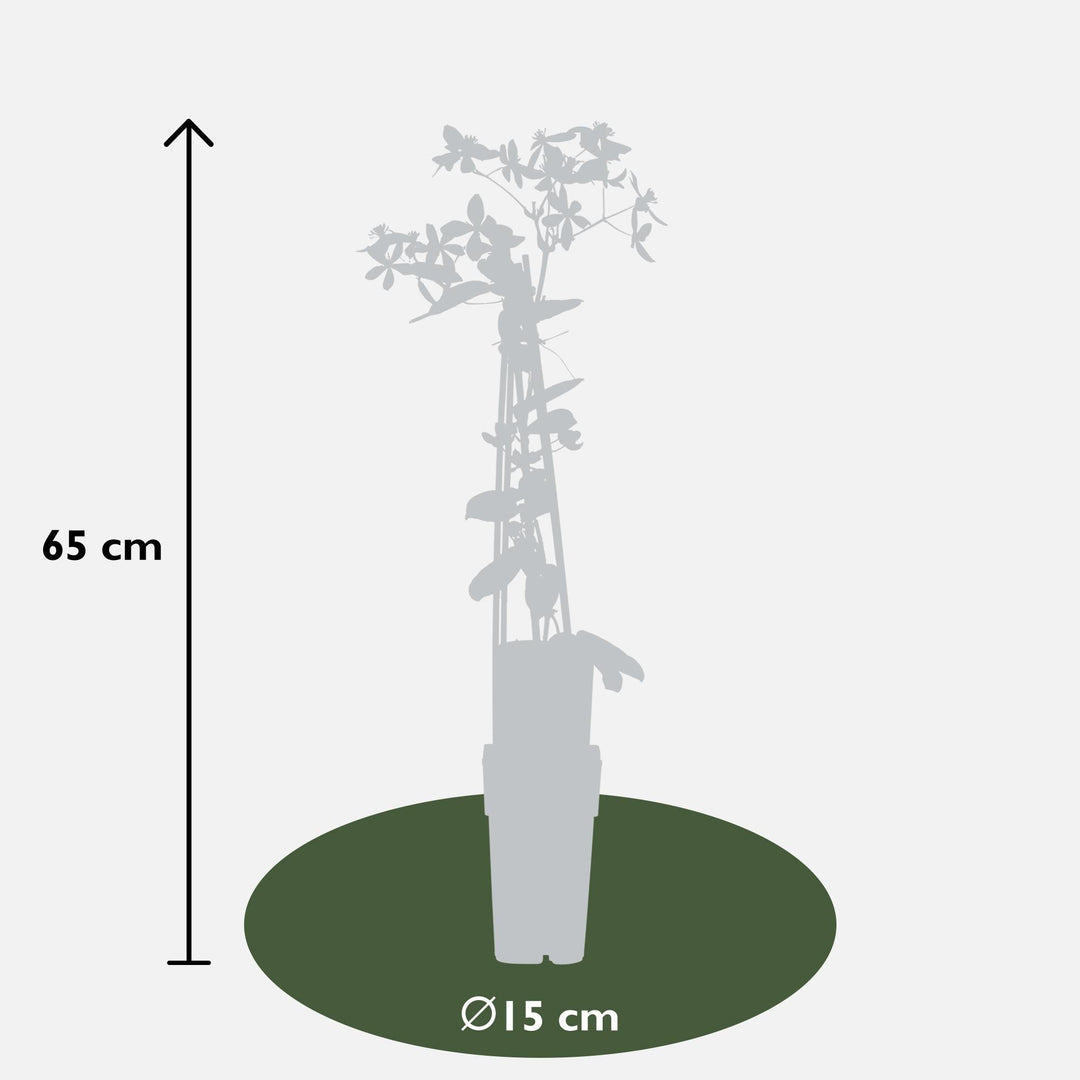 Clematis armandii 'Apple Blossom' (Light Pink Clematis) - Ø15cm - ↕65cm