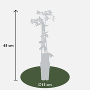 Clematis armandii 'Apple Blossom' (Light Pink Clematis) - Ø15cm - ↕65cm