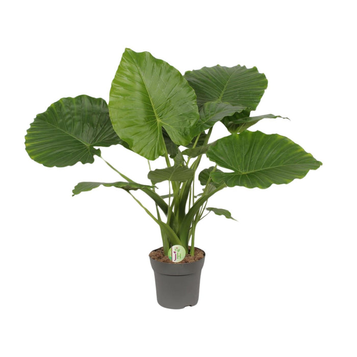 Alocasia gageana 'California' - Ø21cm - ↕80cm