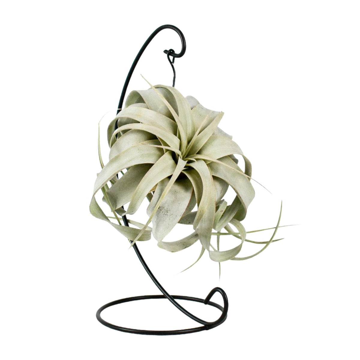 Tillandsia 'King Xero' - Ø12cm - ↕23cm