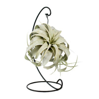 Tillandsia 'King Xero' - Ø12cm - ↕23cm