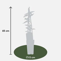 Lonicera henryi - Ø15cm - ↕65cm