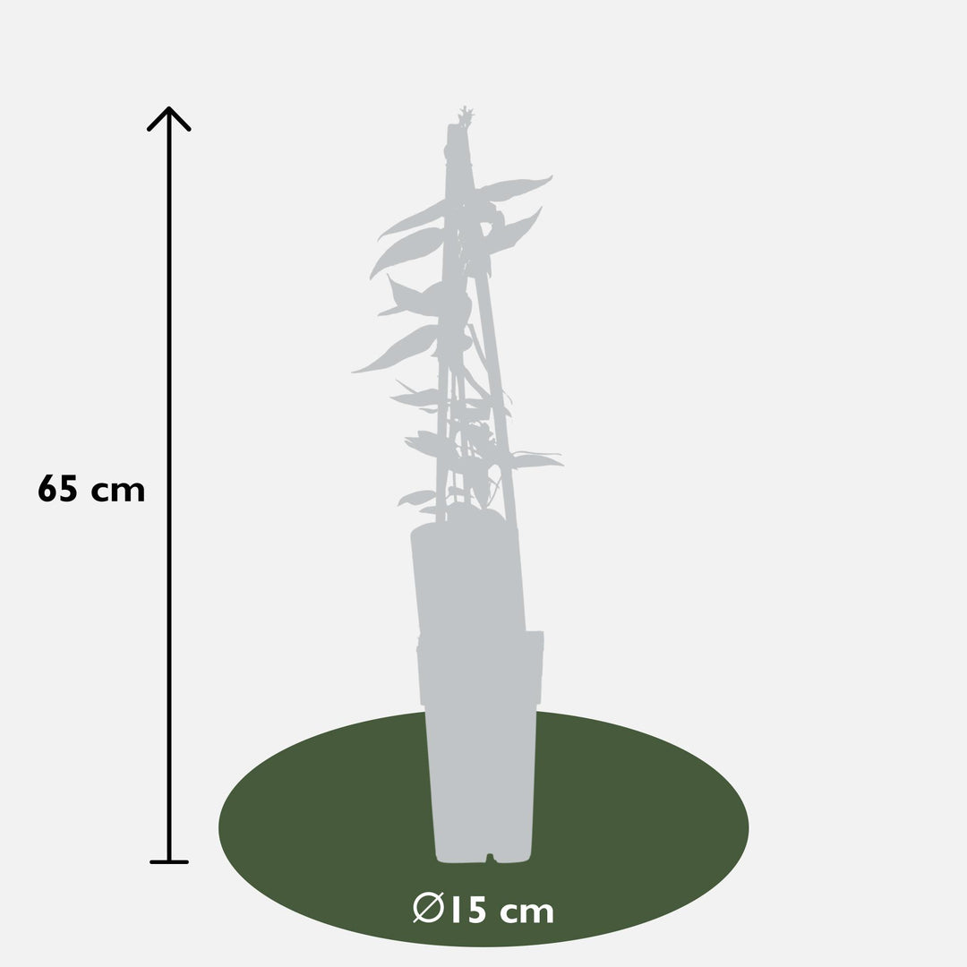 Lonicera henryi - Ø15cm - ↕65cm