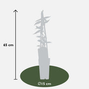 Lonicera henryi - Ø15cm - ↕65cm