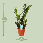 Load image into Gallery viewer, Zamioculcas zamiifolia - Ø14cm - ↕45cm
