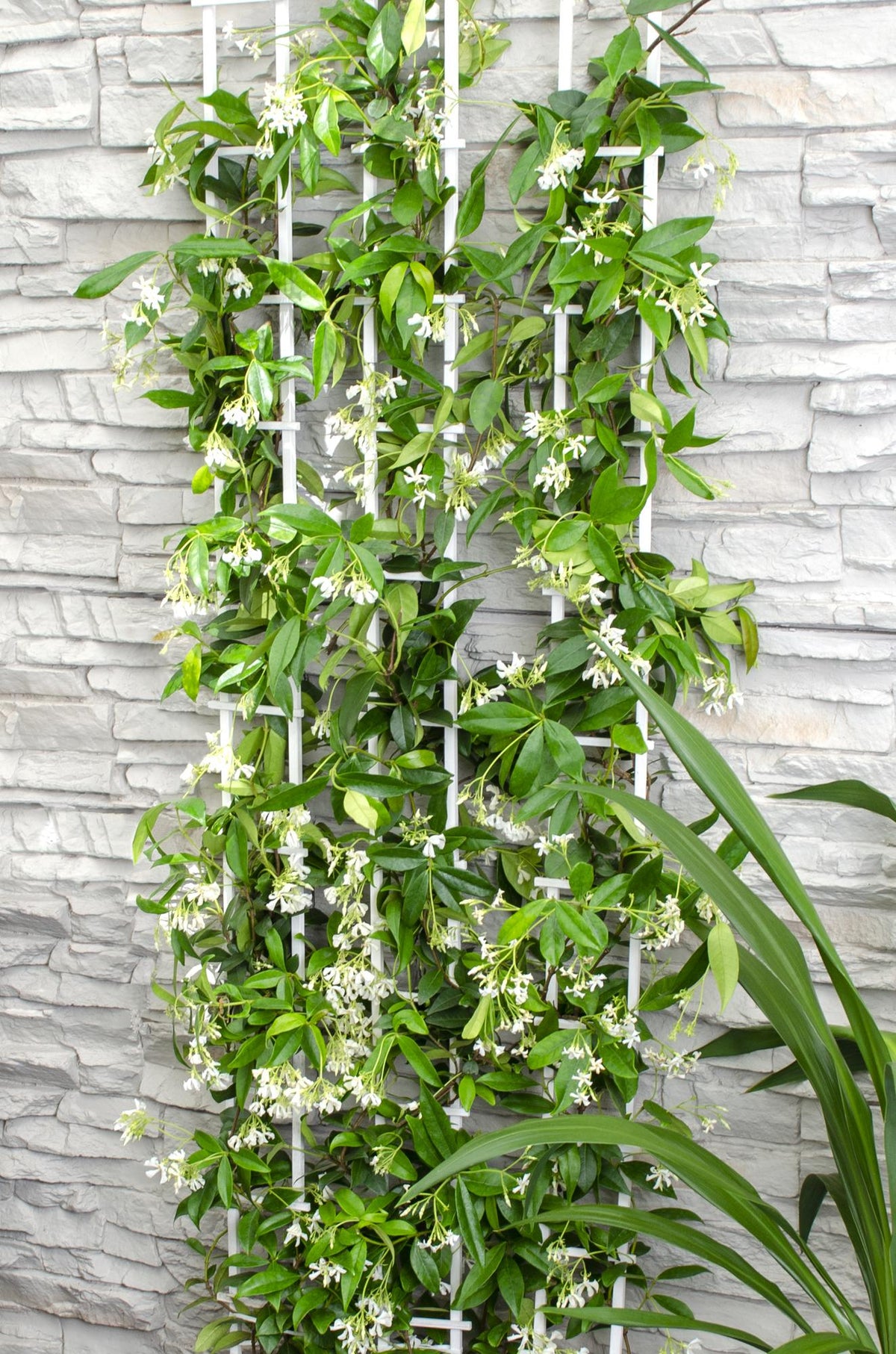 Trachelospermum 'Stella di Venezia' - Ø15cm - ↕65cm